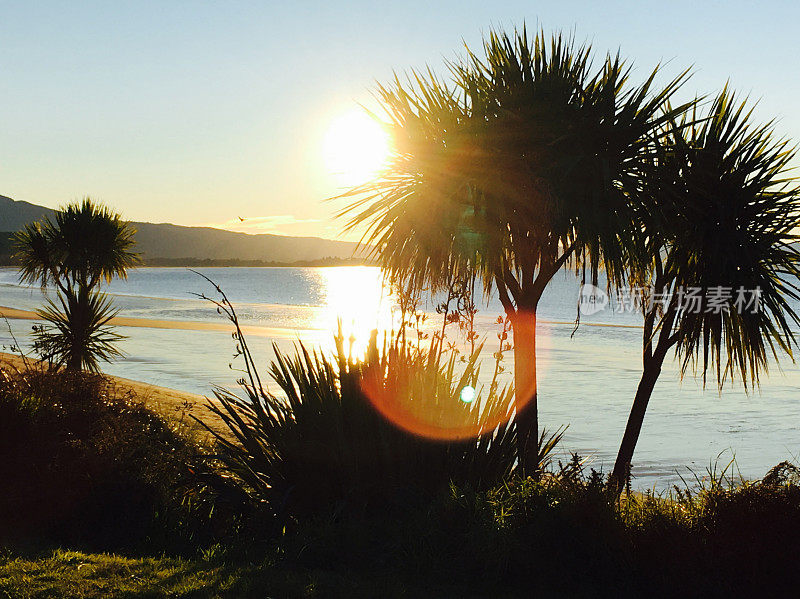 New Zealand / Aotearoa by Sunset;Harakeke (Phormium)和Ti Kouka (Cordyline Australis)的黄昏